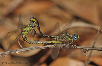 Phanogomphus hodgesi, mating pair